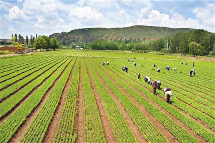 Tarım Yeniden Canlanıyor