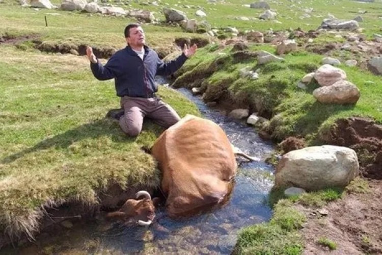 Irmakta Telef Olan İneğine Sarılıp Gözyaşı Döktü