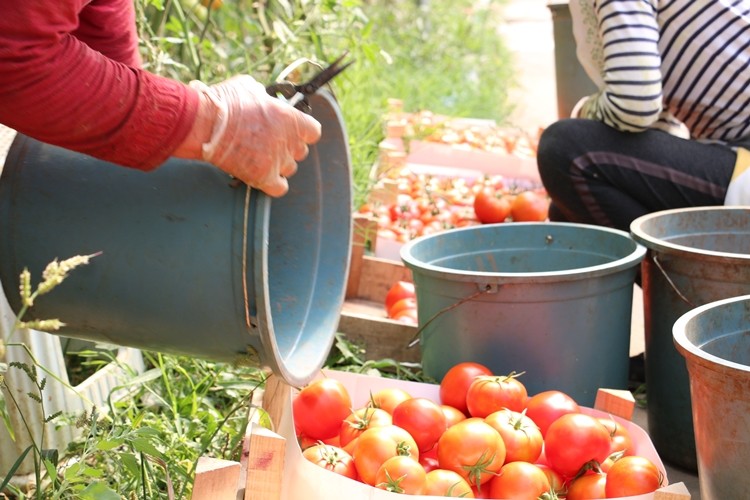 Seracılıkla Birlikte Erzincan’da Domates Üretimi Artıyor