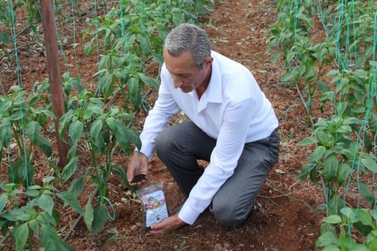 Antalya’da Solucan Gübresi İle Tarım Uygulaması Yapıldı