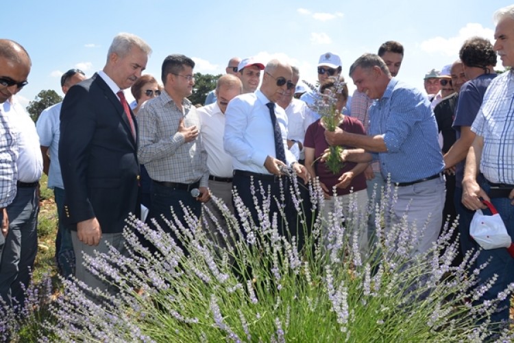 Kekik Üretiminin Başkenti Olan Denizli; Tıbbi ve Aromatik Bitkilerin Merkezi Olmayı Hedefliyor