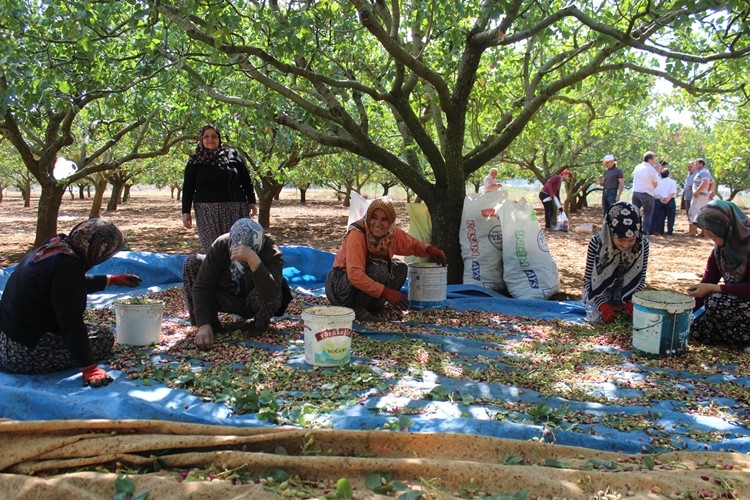 Burdur'da 25 yıldır üretilen Antep fıstığının hasadı yapıldı