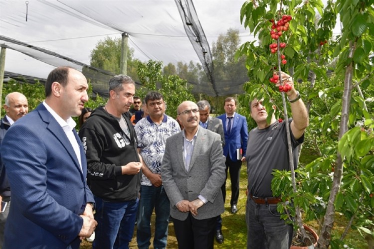 Adana'da İhracata Yönelik Yeni Kiraz Çeşit Denemeleri Başladı