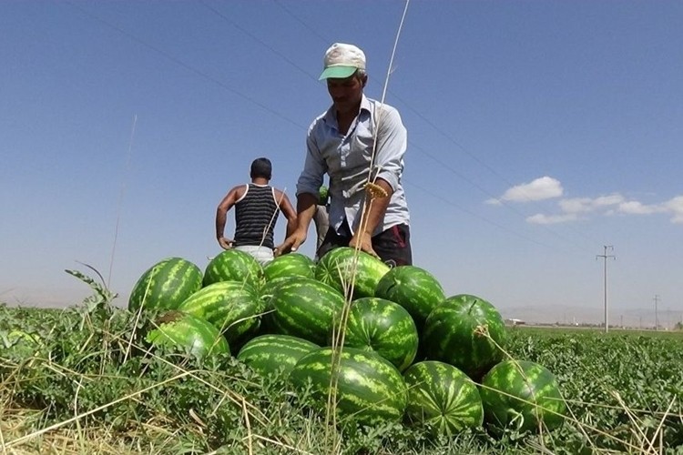 Karpuz Hasadından 60 Milyon TL Getiri Bekleniyor