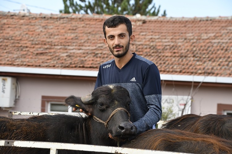 Tokat'ta Genç Çiftçilere Manda Dağıtıldı