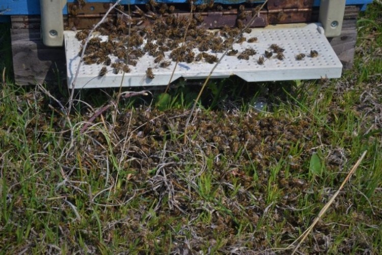 Korkutan görüntü! Onlarca arı bir anda öldü