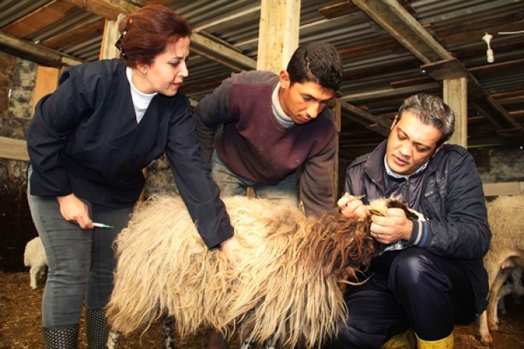 Yalova’da Küpeleme Ve Aşılama Çalışmaları Devam Ediyor