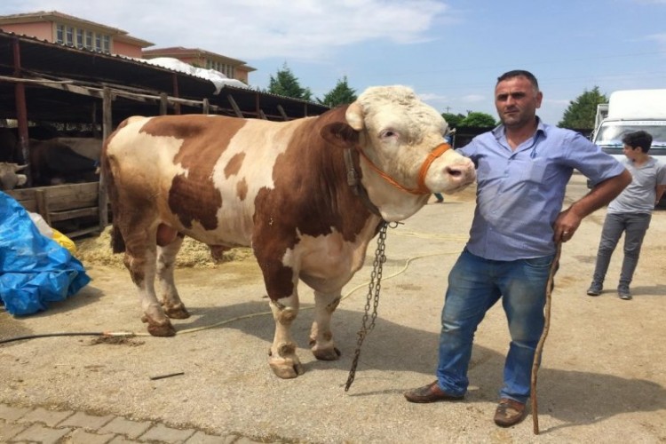 Pazarın 'Kral'ının Fiyatı Dudak Uçuklattı