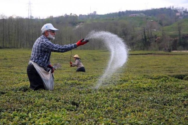 Çay üreticisinin gübre sıkıntısı