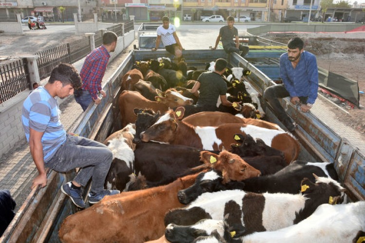 Genç Çiftçiler Hayvanlarını Teslim Almadı! 2 Bin Lira Etmez