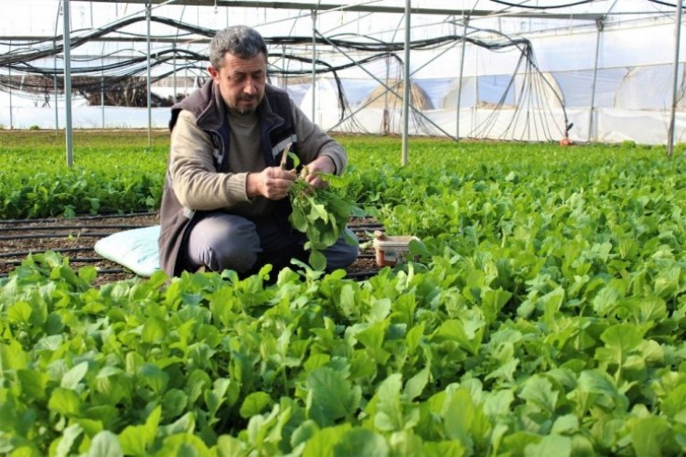 Üretici ve taşıyıcıya cefası kalıyor