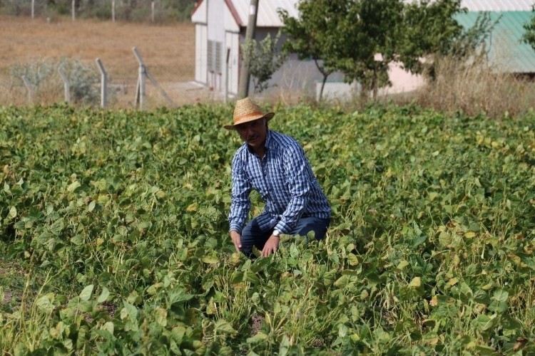 8 Kilo Ekti 2 Ton Ürün Elde Etti