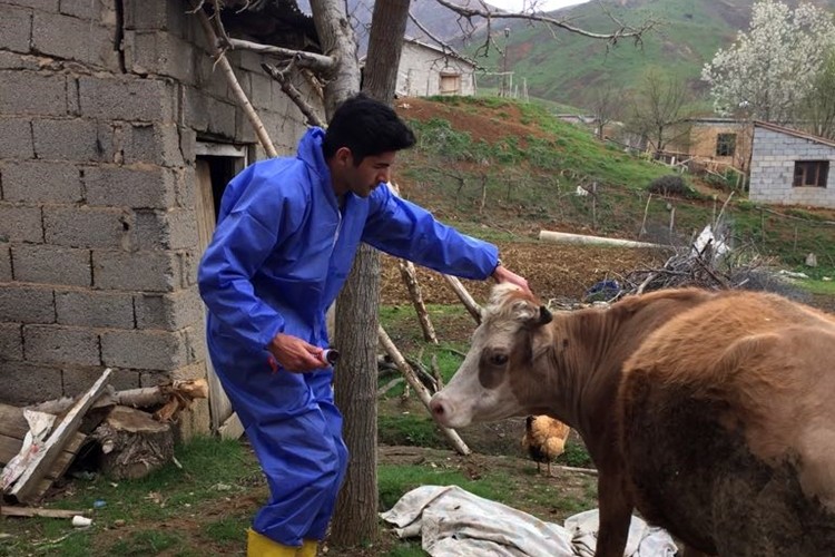 Tatvan Kaymakamlığından "Şarbon" Yoktur Açıklaması