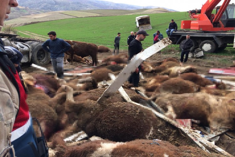 Hayvan yüklü tır devrildi! 14'ü telef oldu, 11'i kesildi