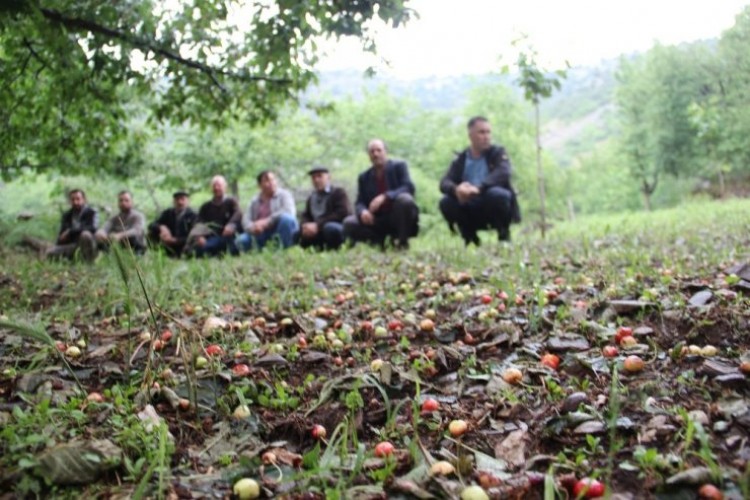 Aydın’da Kiraz Sezonu Başlamadan Bitti