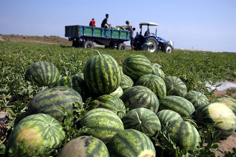 Antalya'da Karpuz Üretimi 500 Bin Tona Ulaştı