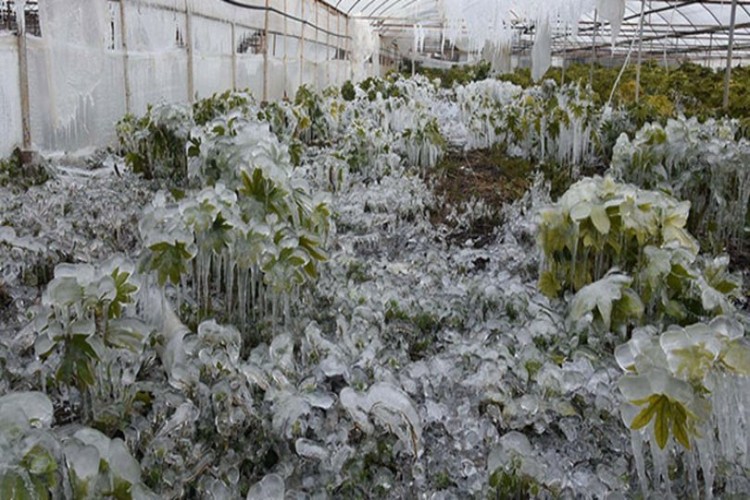 Meteoroloji’den Zirai Don Uyarısı! Hava sıcaklığı 12 derece azalacak!