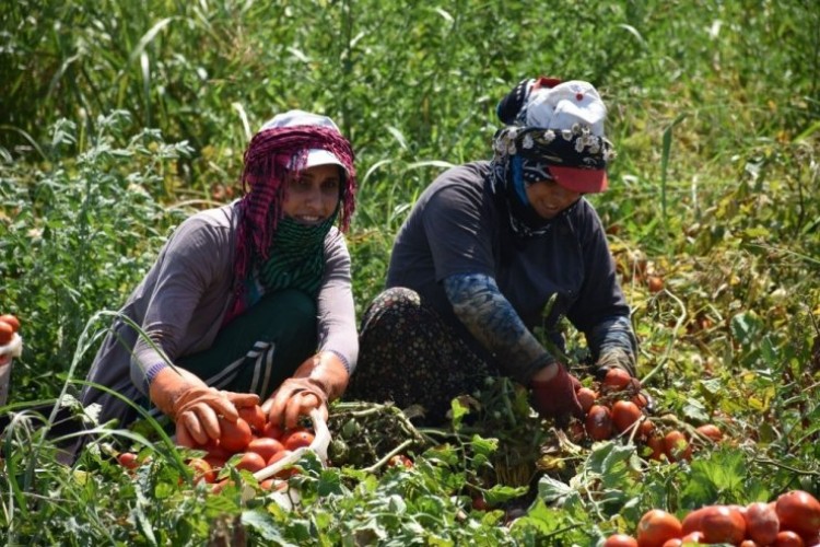 Tarım İşçilerinde Dudak Kanseri Riski