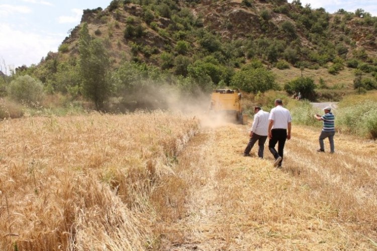 Tosya’da hububat hasadı başladı