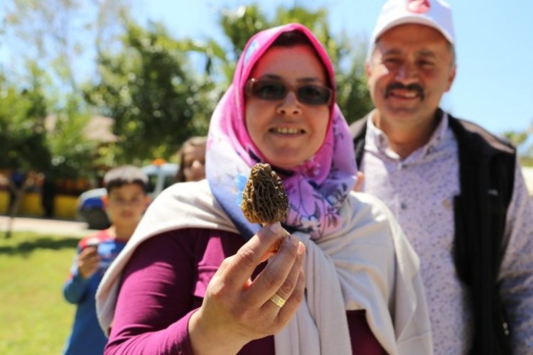 Altın değerinde mantar! Bin liraya kadar alıcı buluyor