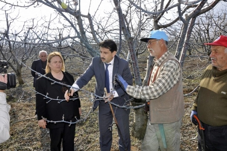 Hasat Edilen Kirazın % 80'i İhraç Ediliyor