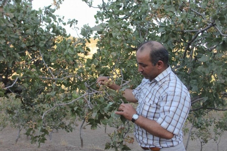 Siirtli Çiftçiler ‘Yeşil Altın’ Hasadına Hazırlanıyor