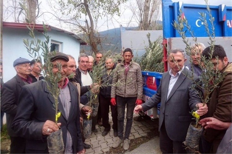 Aydın'da Üreticilere Sertifikalı Zeytin Fidanı Dağıtıldı