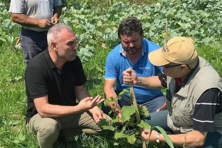 Ordu'da Eksi 40 Derecede Fındık Üretilebiliyor