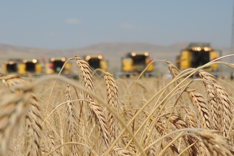 Trakya Birlik Arpa, Tritikale, Çavdar ve Yulaf Alım Fiyatlarını Açıkladı