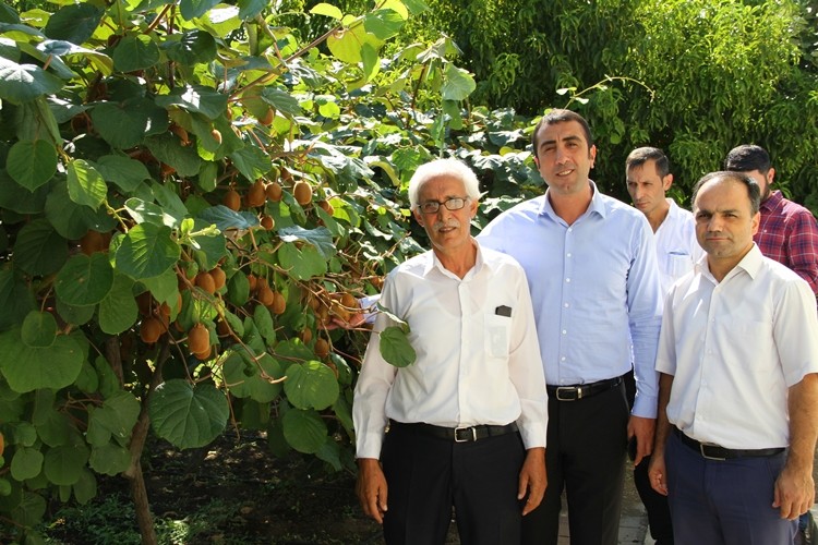 O Bölgede Kivi Yetiştirilebileceğine Kimse İnanmadı