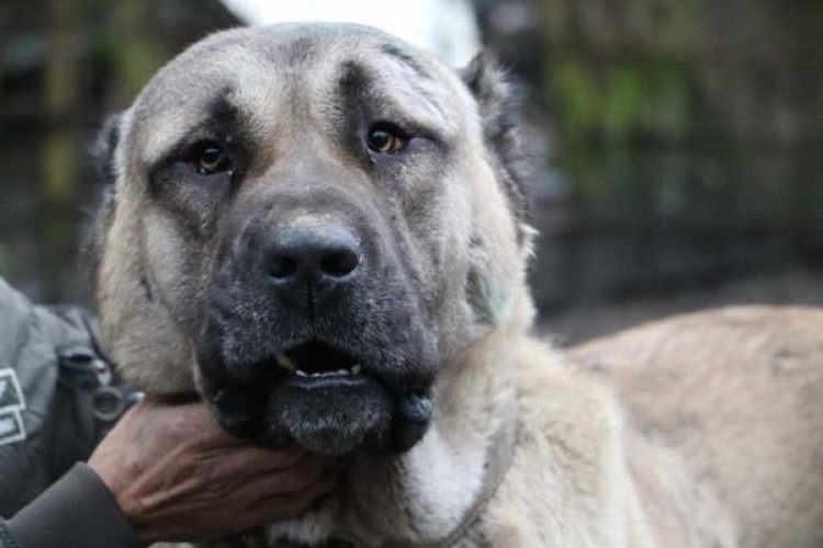 Bu köpeklerin değeri dudak uçuklatıyor