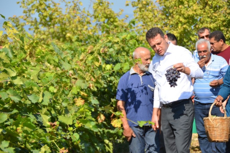 Safranbolu'da Çavuş Üzümü Hasadı Başladı