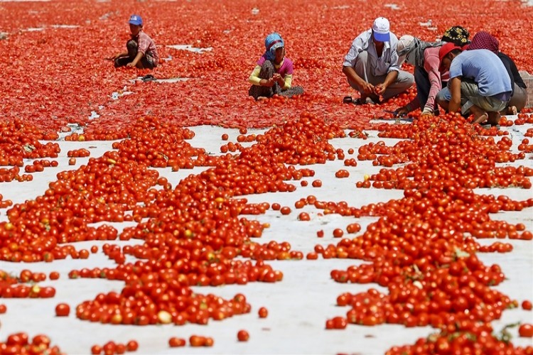 Bayraktar, Çiftçimizin Ürettiği Ürün Değerinden Alıcı Bulamıyor