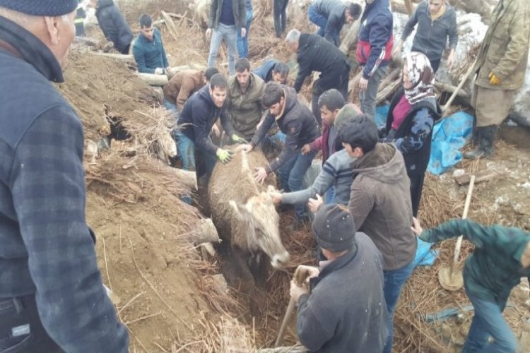 Ahır Çöktü: 4 İnek Telef Oldu