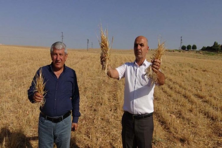 Çiftçiler Kuraklık Zararının Karşılanmamasına Tepki Gösterdi