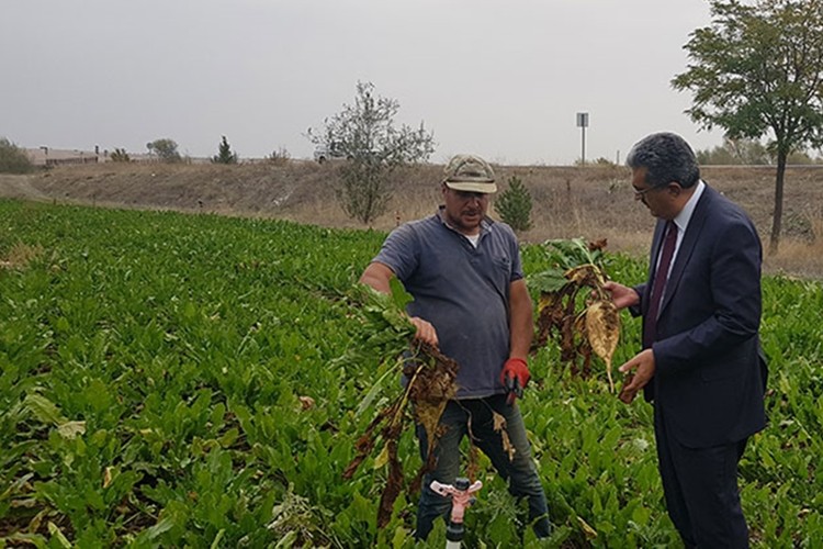 Pancar Üreticisine 39 Milyon Avans