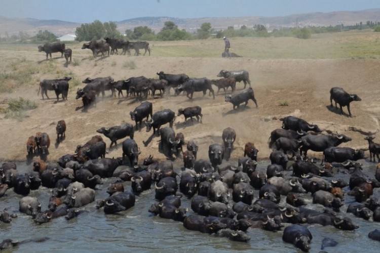 Burası Güney Afrika değil Balıkesir ovası