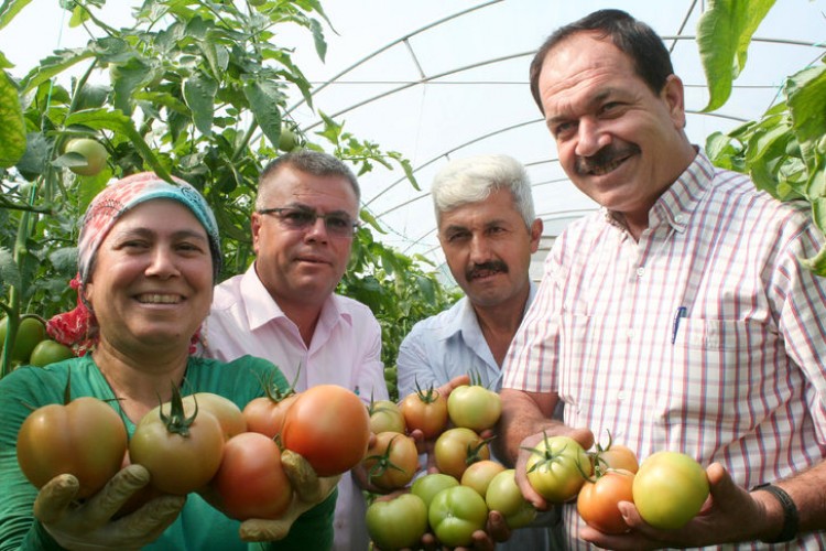 Domates Fiyatları Üreticiyi Sevindiriyor