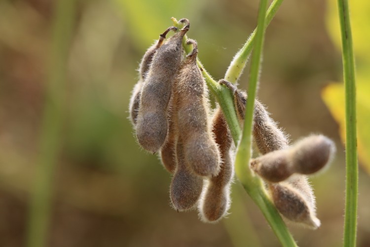 Soya Üretiminde Türkiye Birincisi Adana