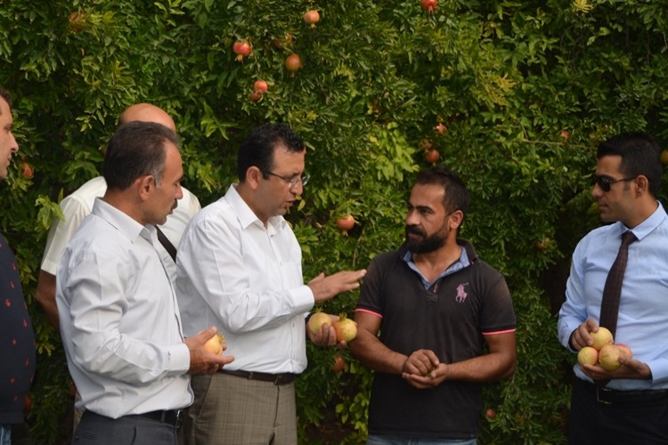 Zivzik Narının İlk Hasadı Yapıldı