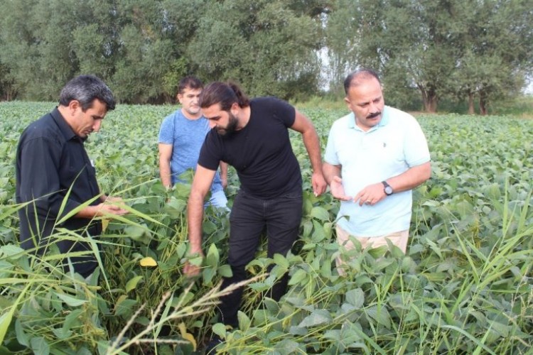 Iğdır’da İlk Kez Soya Toprakla Buluştu