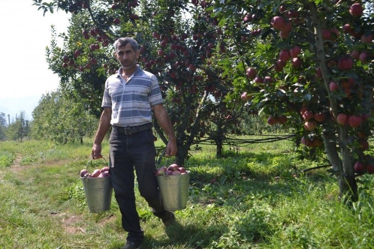 Edebey’de Elma Hasadı Başladı