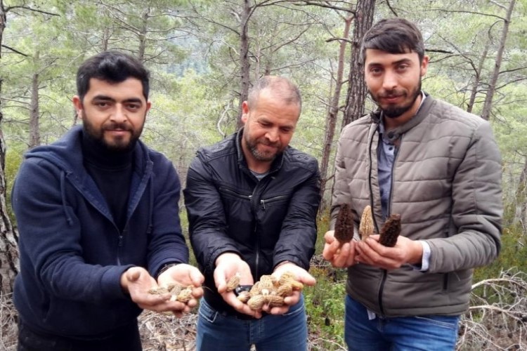 Kilosu 600 lira! Ormana akın ediyorlar...