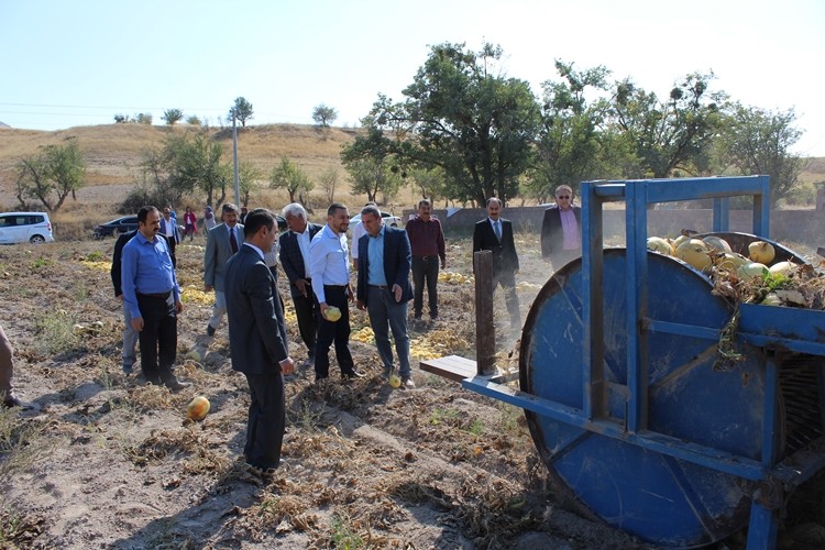 Kabak Çekirdeği Üretimiyle 1. Sırada Olan Nevşehir'de Hasat Başladı