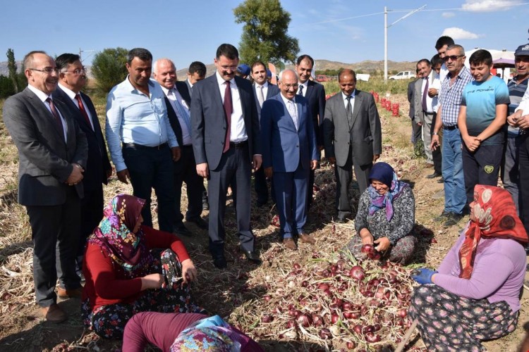 Tescilli Kılıçlar Soğanın Tarla Günü ve Hasadı Yapıldı