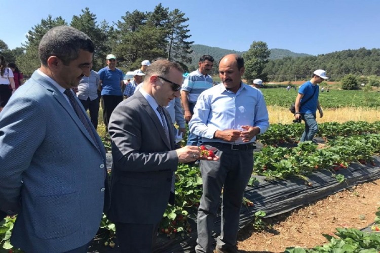 Türkoğlu’nda Çilek Hasadı Tarla Günü Etkinliği Düzenlendi