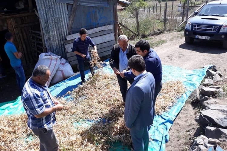 Akkuş Şeker Fasulyesi Üretimini Yaygınlaştırmak İçin Çalışıyoruz