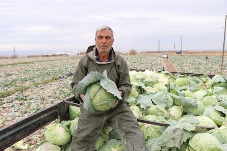 Niğde'de lahana rekoltesi yüz güldürdü