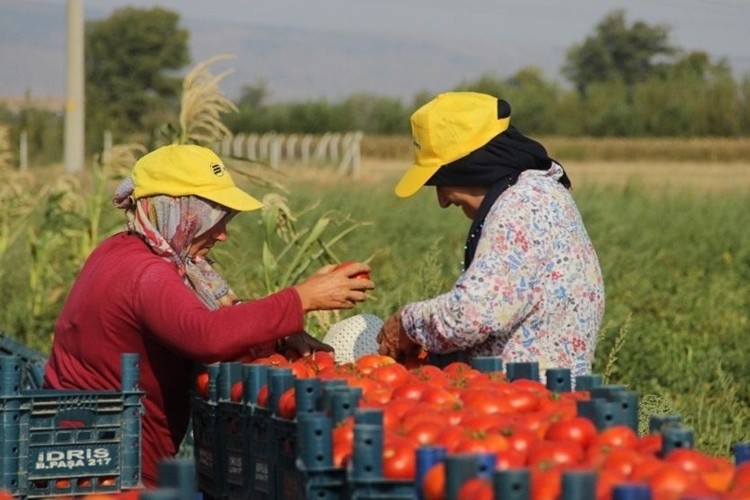 Domates fiyatı düşerken salça fiyatının yükselmesine akıl sır ermiyor