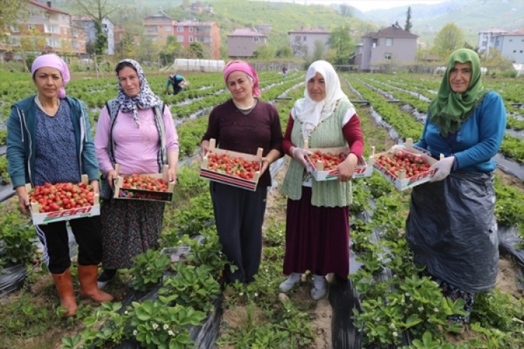 Karadenizli Çilek Üreticileri Sezondan Umutlu